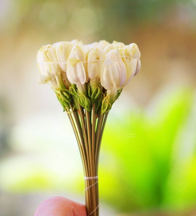 Machmoum Essential Oil Blend | ABD Naturals